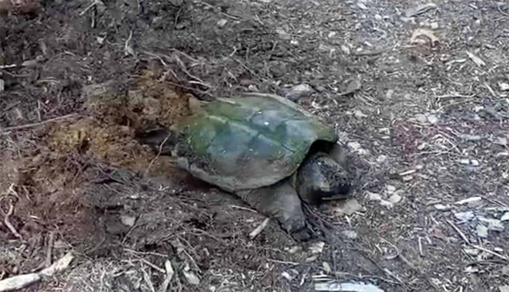 Video: Snapping Turtle Laying Eggs - Charlestown Citizens Alliance