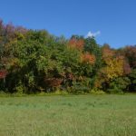 Photo of one of the fields at South Farm