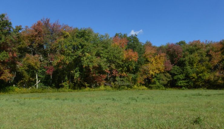 Photo of one of the fields at South Farm