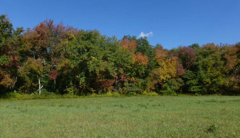 Photo of one of the fields at South Farm