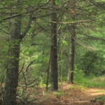 photo of a trail in the Patricia Sprague Forest Preserve
