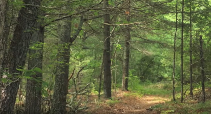 photo of a trail in the Patricia Sprague Forest Preserve