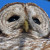 Owl photo by Tom Tetzner