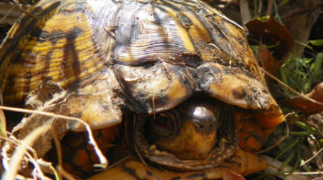 Box Turtle Box Turtle
