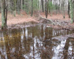 Tucker Vernal pool