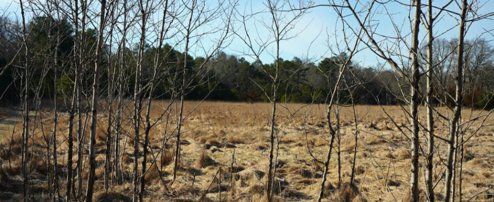 Photo of Tucker's farm field with forest beyond