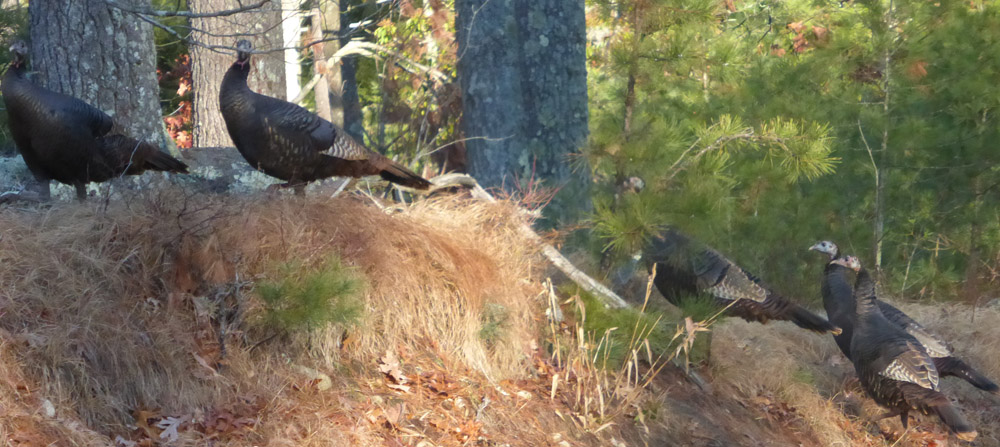DEM Asks For Reports Of Wild Turkey Broods Through August 31