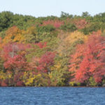 Photo of Watchaug Pond surrounded by trees in fall colors