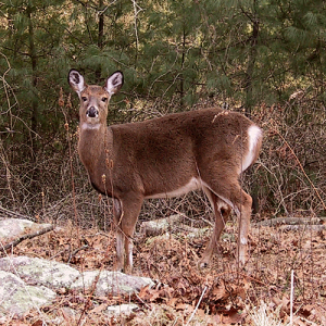 Photo of deer in Charlestown, RI