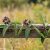 Image of Black Swallow-Wort
