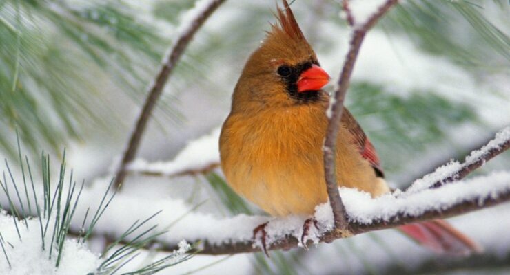 cardinal-winter