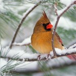 cardinal-winter