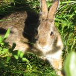 cottontail6