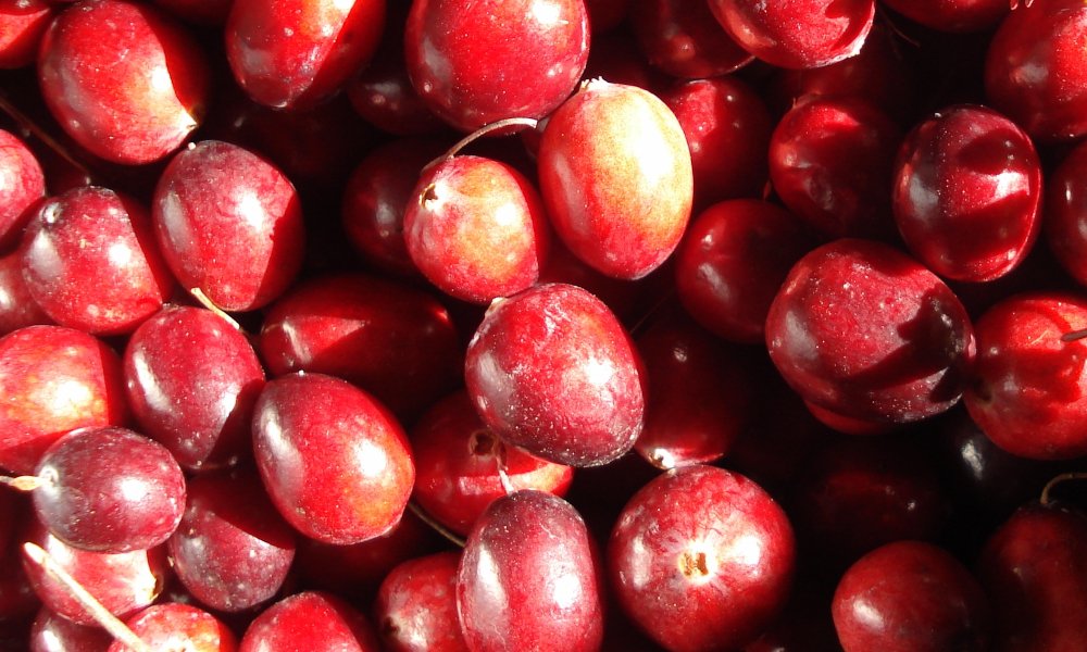 Celebrate Cranberry Thanksgiving With Tomaquag Museum Staff
