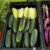 farmers market bounty