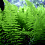 Photo of ferns