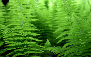 Photo of ferns