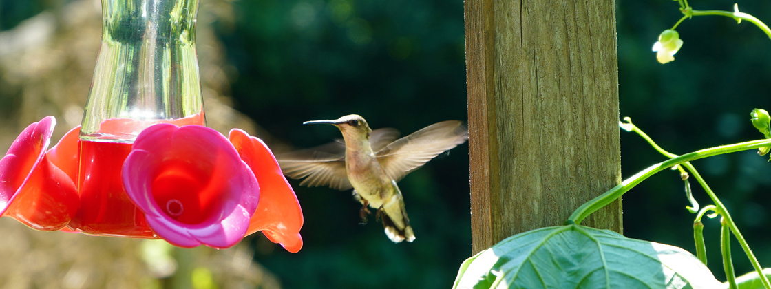 Photograph of a Hummingbird in a Charlestown garden