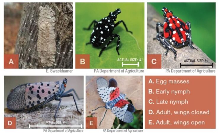 Life Stages Spotted Lanternfly