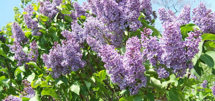 lilacs