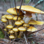 Photo of mushrooms in Charlestown