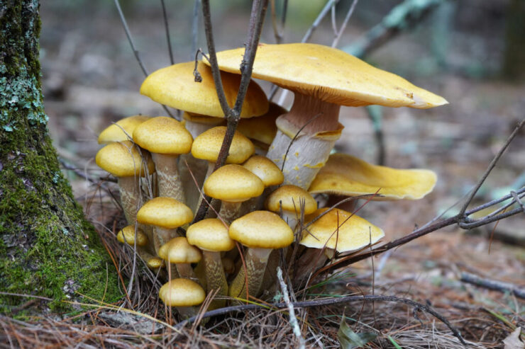 Photo of mushrooms in Charlestown