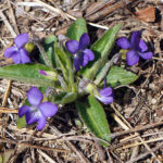 Photo of native violets