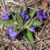 Photo of native violets
