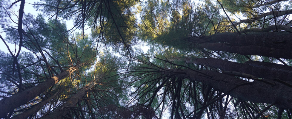 Pine grove in Charlestown