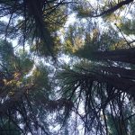 Photo of pines from below making them appear to reach for the sky