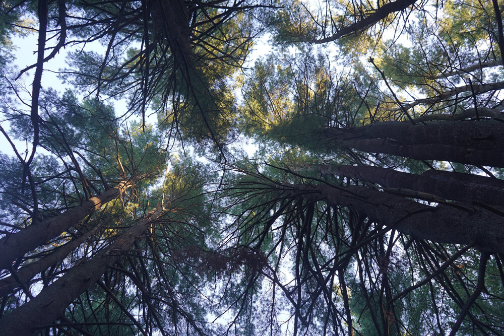 Photo of pines from below making them appear to reach for the sky