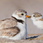 Photo of a Piping Plover and her chick