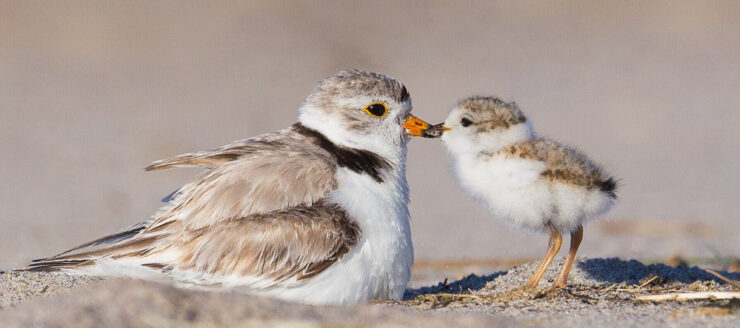 Photo of a Piping Plover and her chick