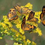 Photos of butterflies on goldenrod in the Carter Preserve