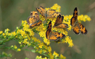 Photos of butterflies on goldenrod in the Carter Preserve