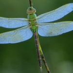 Photo of a dragonfly