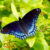 Red-spotted purple butterfly