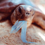 sea turtle plastic bag
