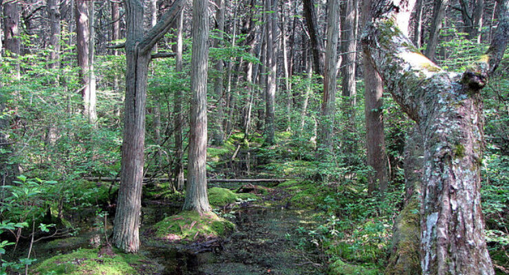 white-cedar